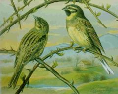 Зеленогуша овесарка (Emberiza cirlus)